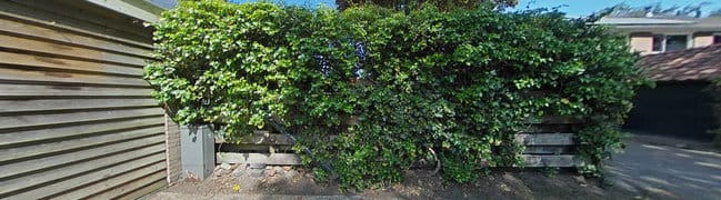 Tuin