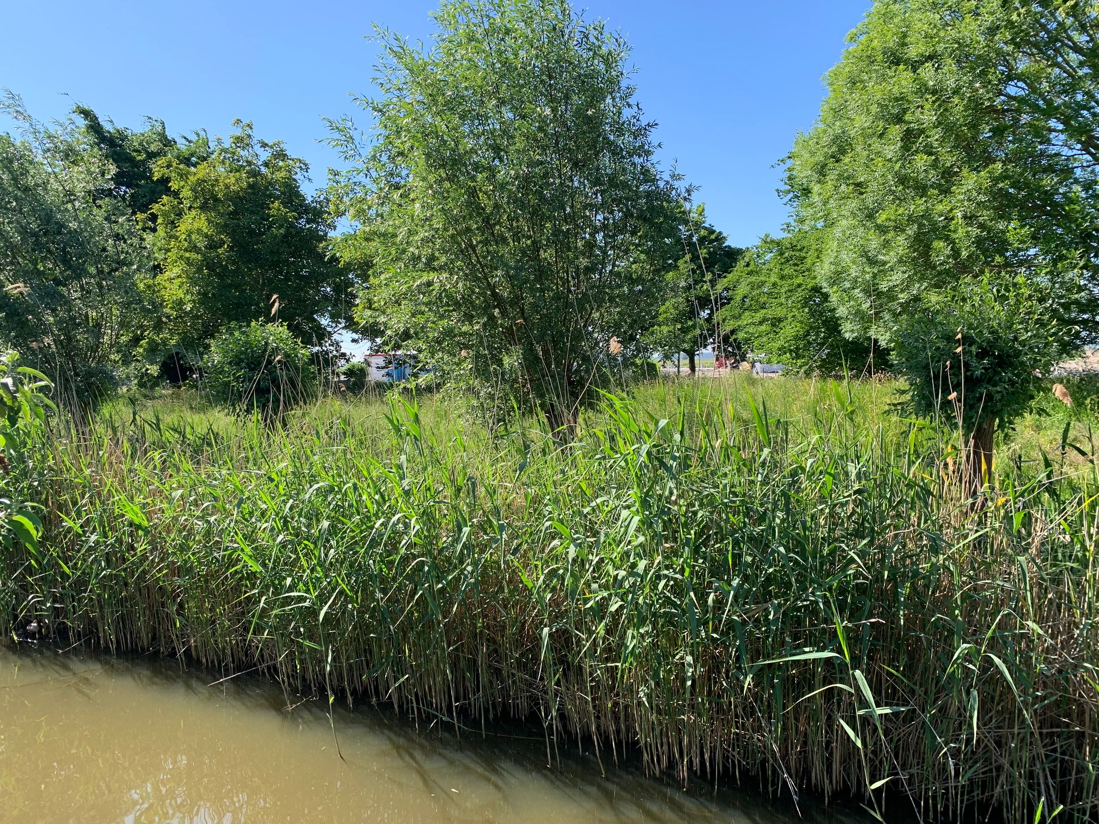 Photo 54 of Rietkam 19