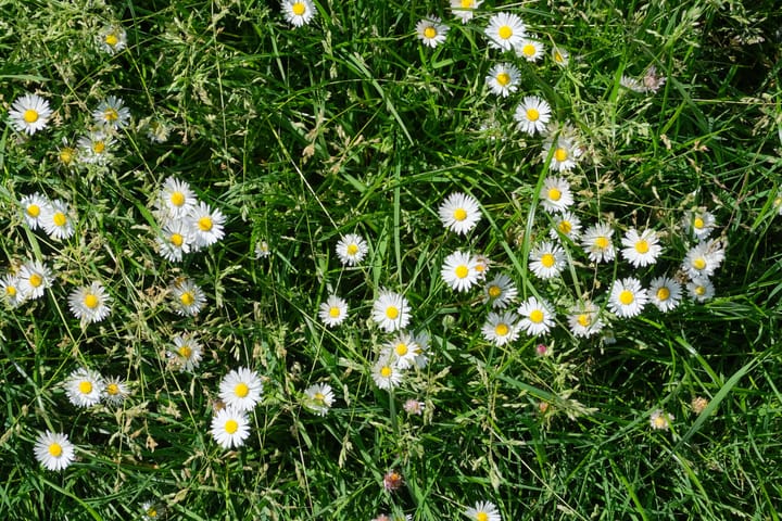 Foto 31 van Alsemhof 11