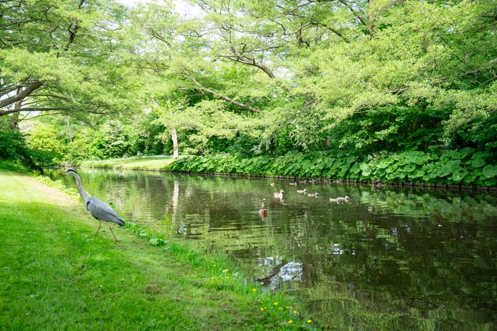 Foto 31 van Flakkeestraat 33