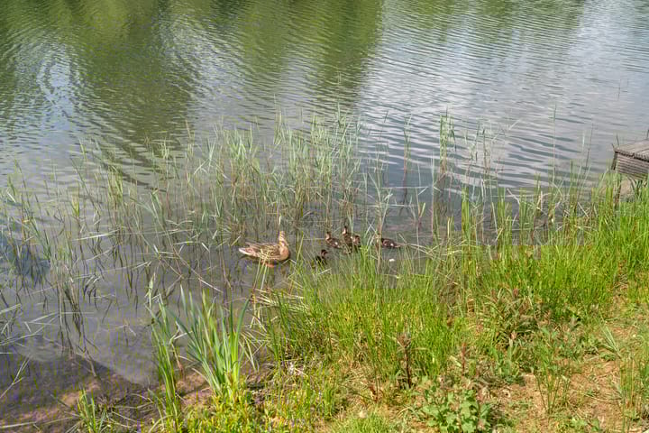 Photo 34 of Vijverlaan 1-ST29