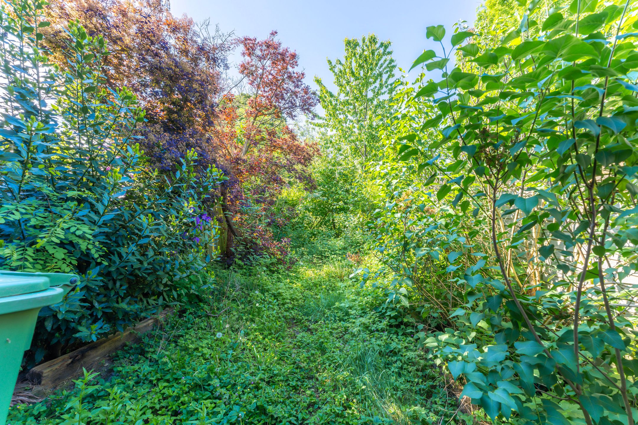 Foto 9 van Boomkruiper 8