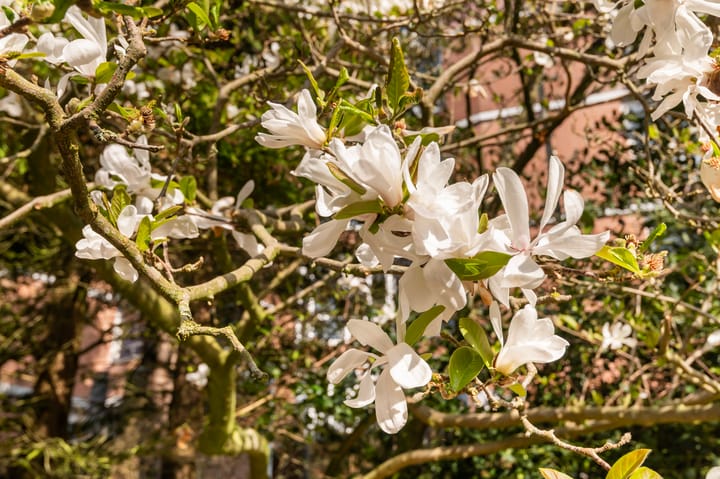 Foto 20 van Leerdamhof 295