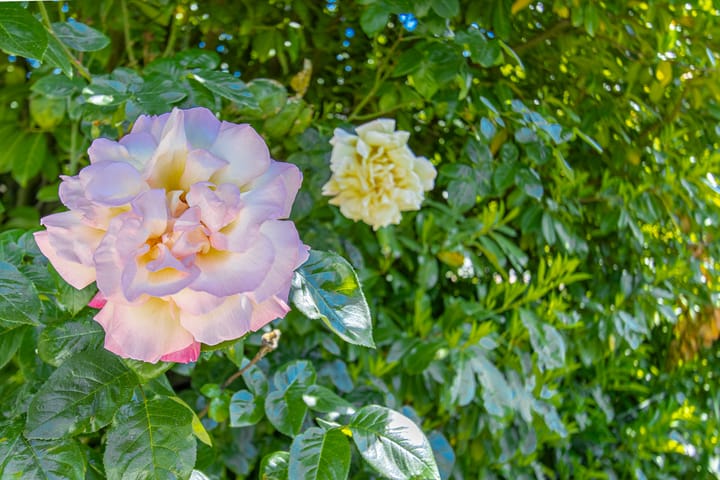 Foto 37 van Steenweg 11