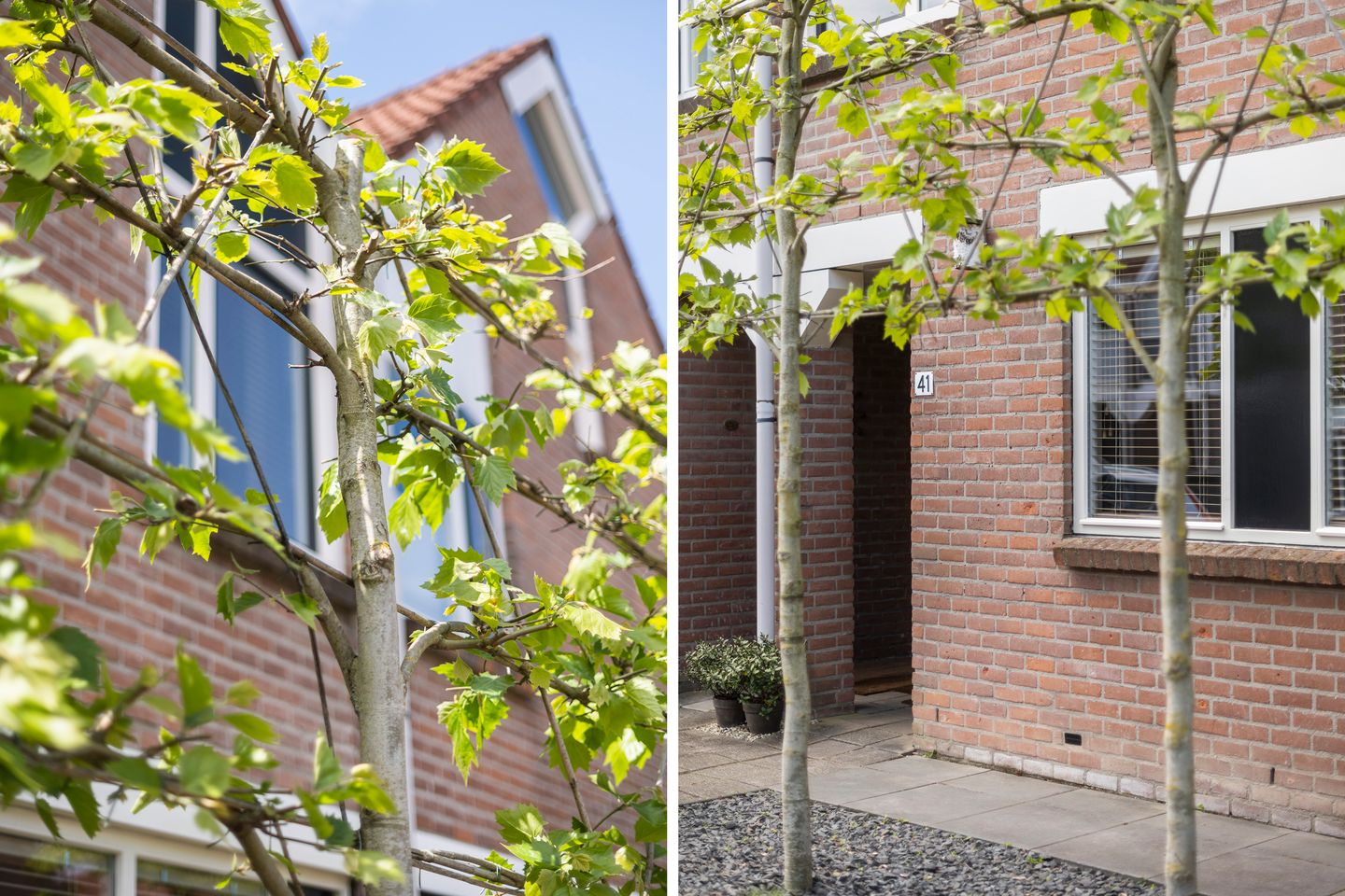 Foto 5 van Snavel van Emekamp 41