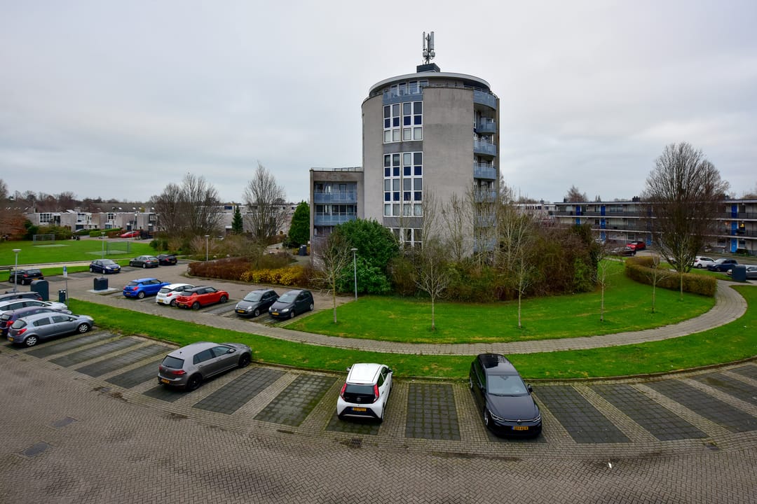 Foto 2 van Canadese Gans 43