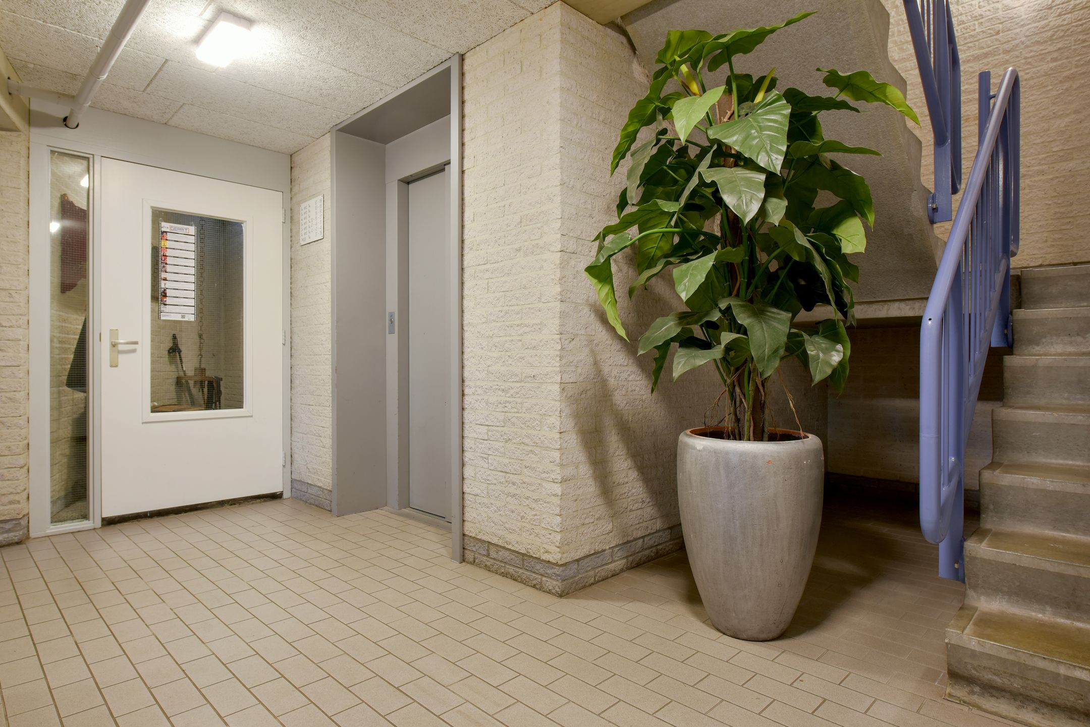 Foto 3 van Canadese Gans 43