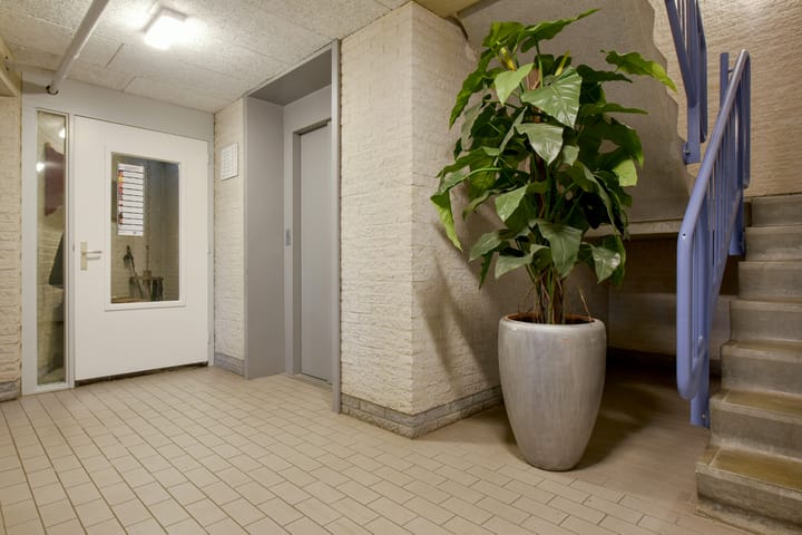 Foto 3 van Canadese Gans 43