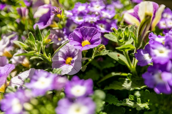 Foto 45 van Meeuwstraat 120