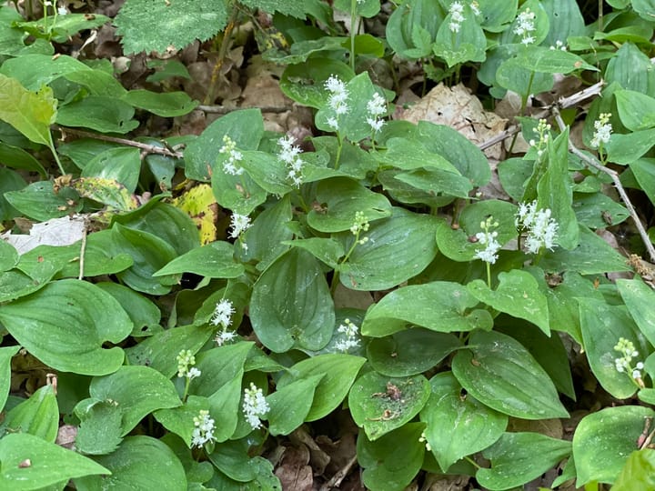 Foto 35 van Oude Hammerweg 11-A