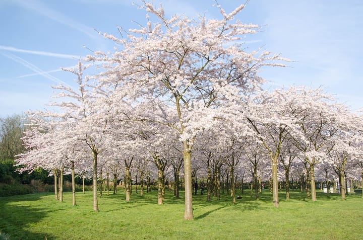 Foto 38 van Wimbledonpark 253