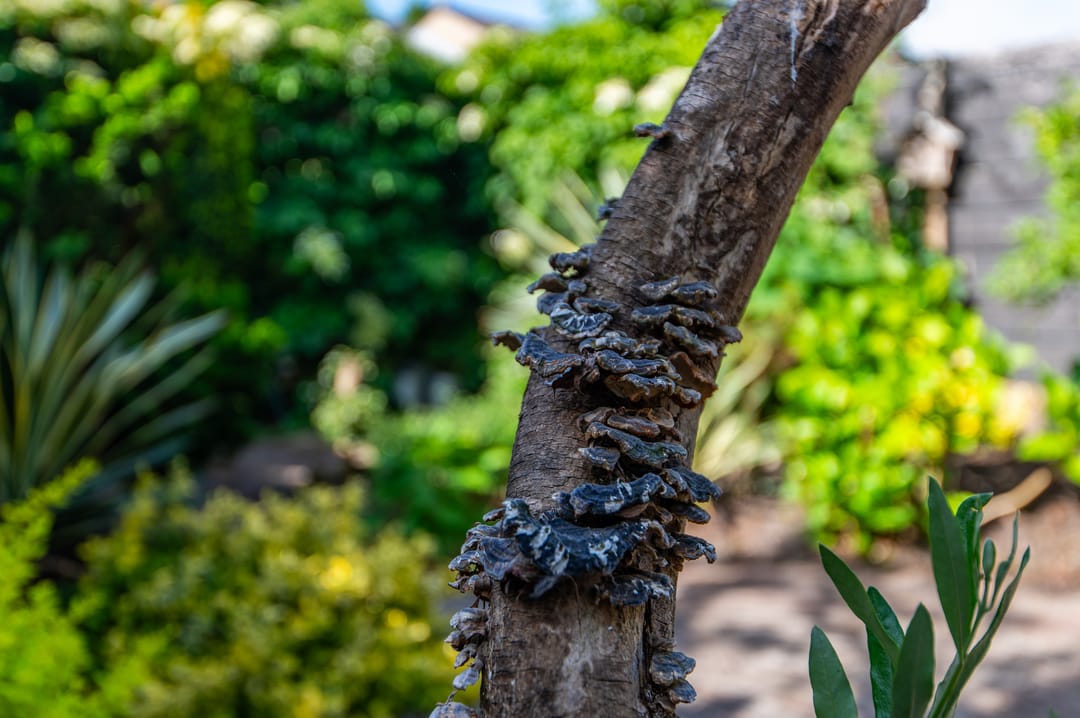 Foto 23 van Eikenlaan 23