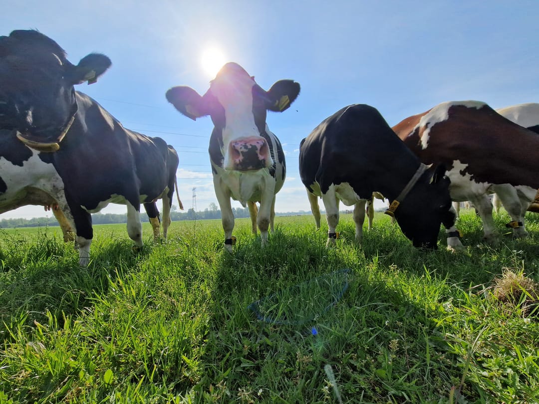 Foto 82 van Schiphorsterstraat 16