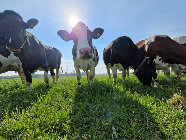 Foto 82 van Schiphorsterstraat 16