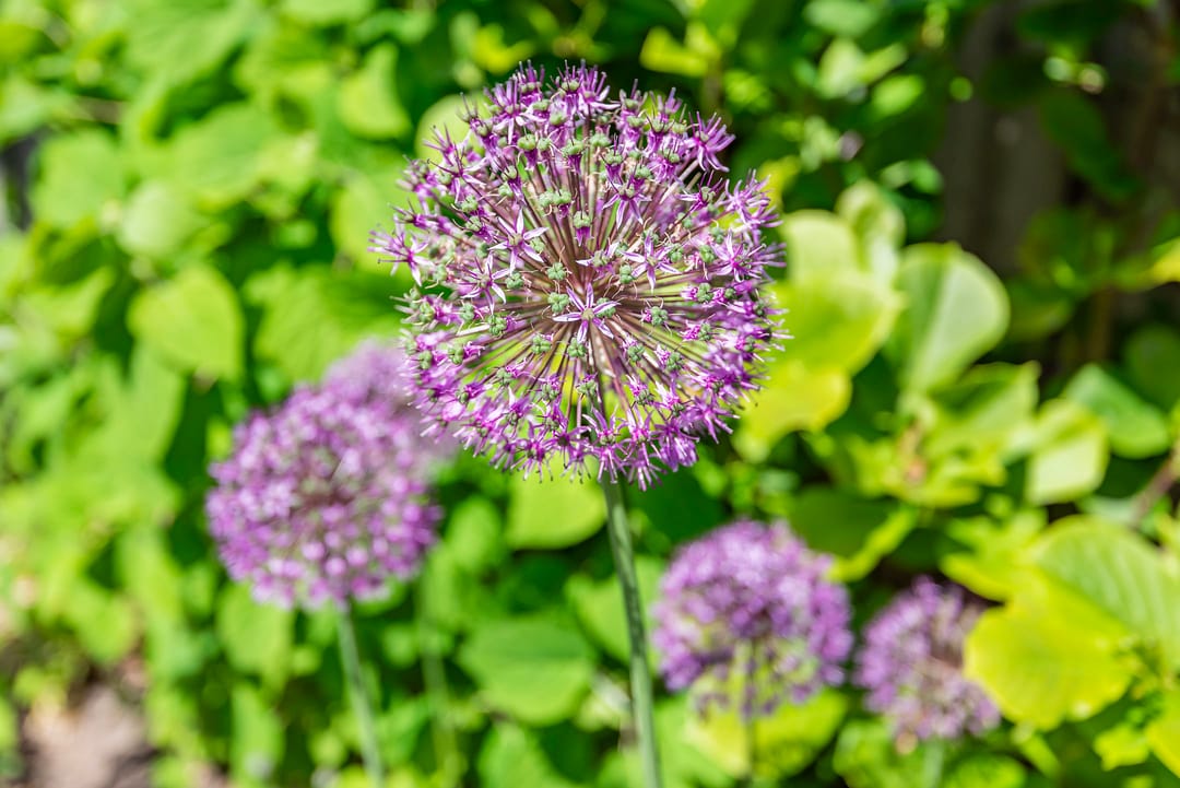 Foto 37 van Meeuwenstraat 10