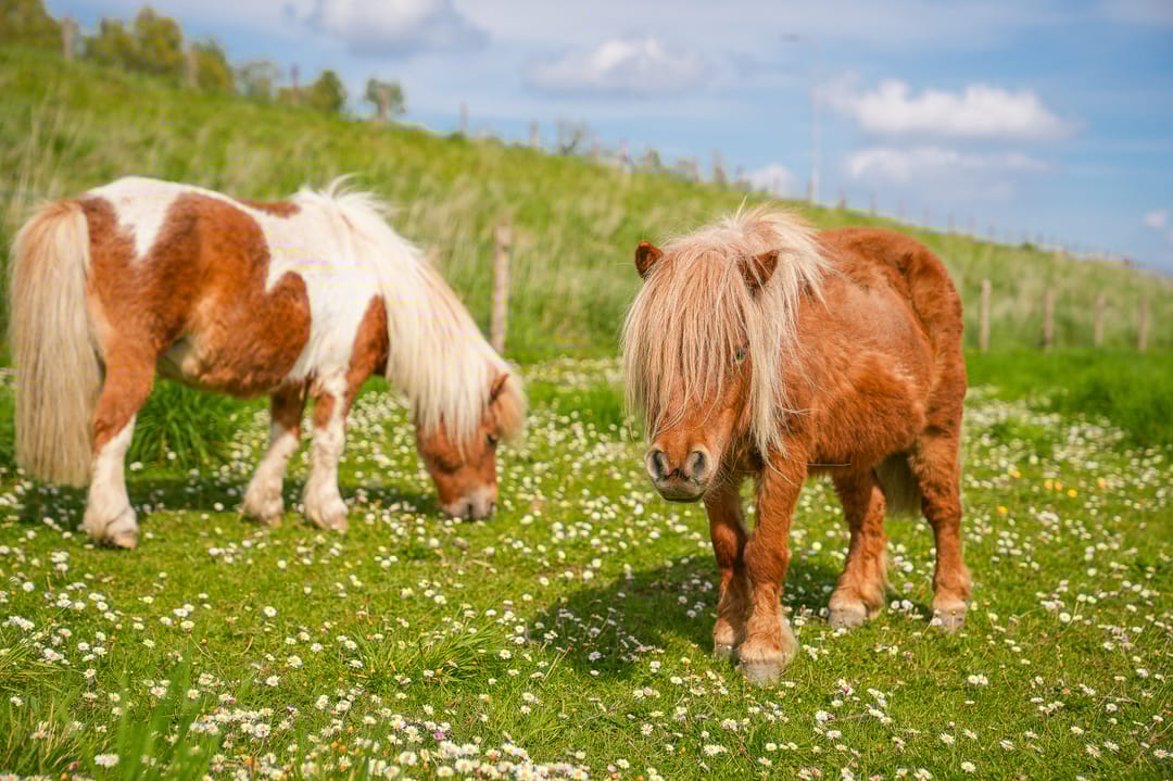 Foto 58 van Waalbandijk 53