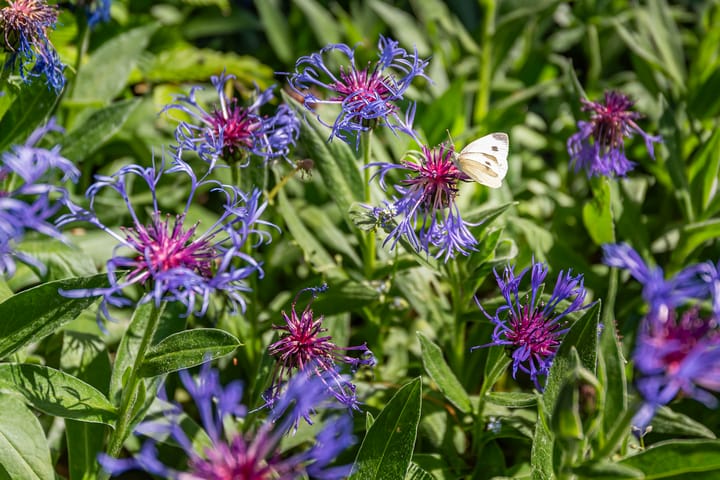 Photo 38 of Vijverpad 26