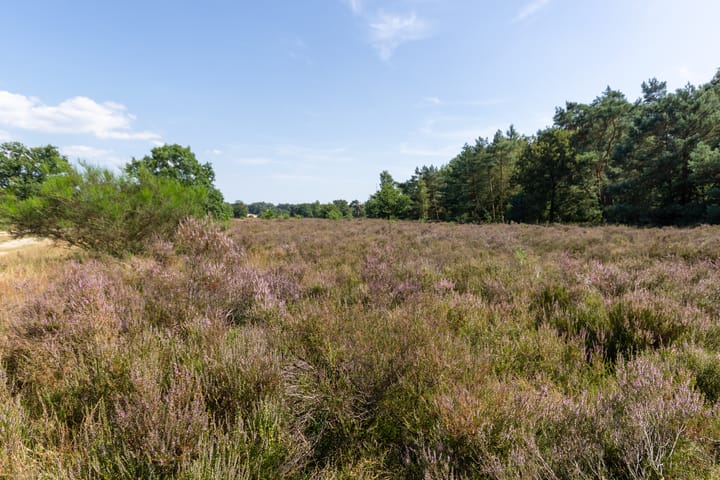 Photo 60 of Onderlangs 1