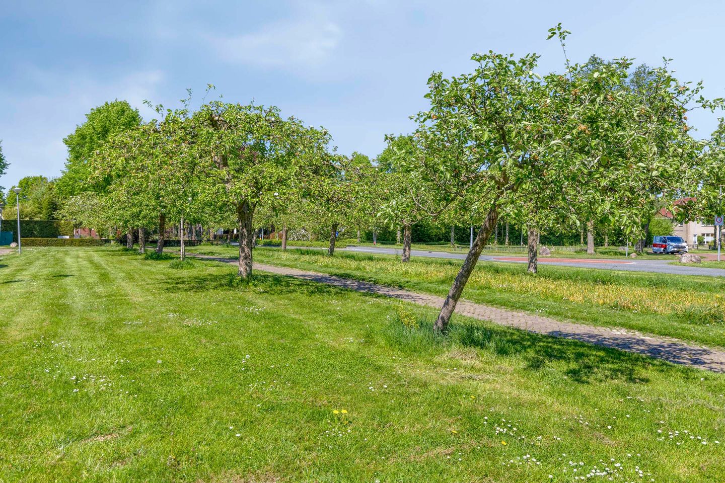 Foto 40 van Korenbloem 1