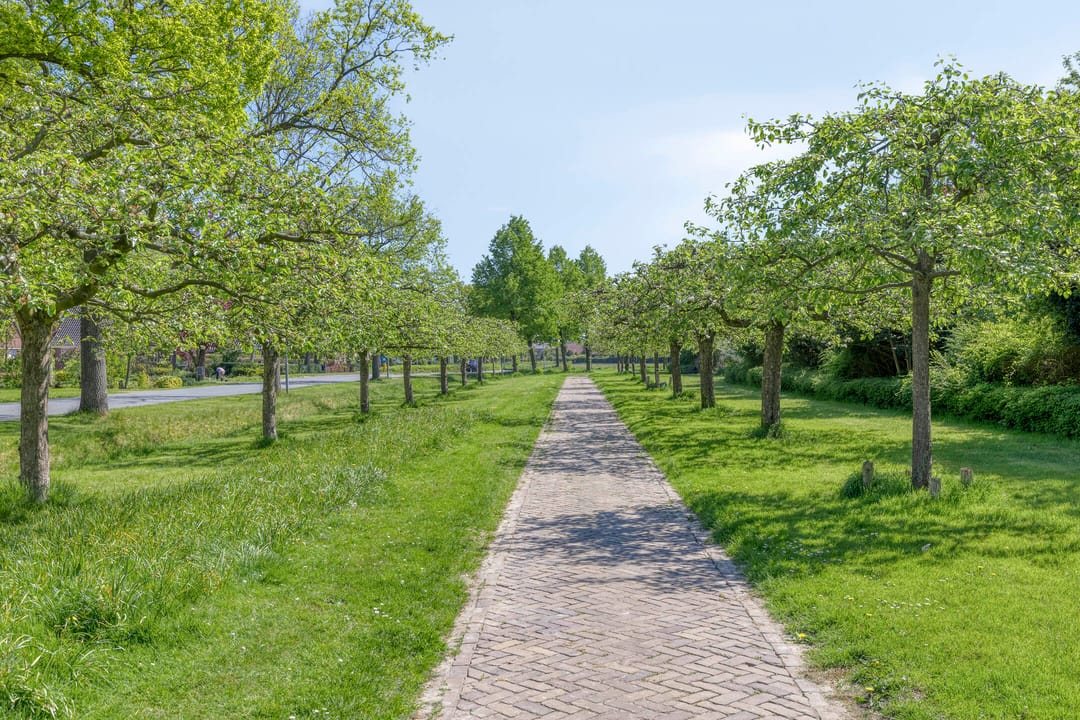 Foto 41 van Korenbloem 1