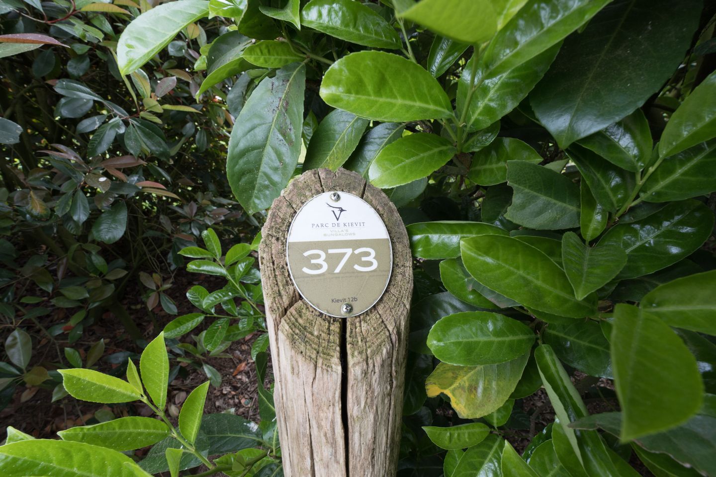 Foto 20 van Kievit 12-B373