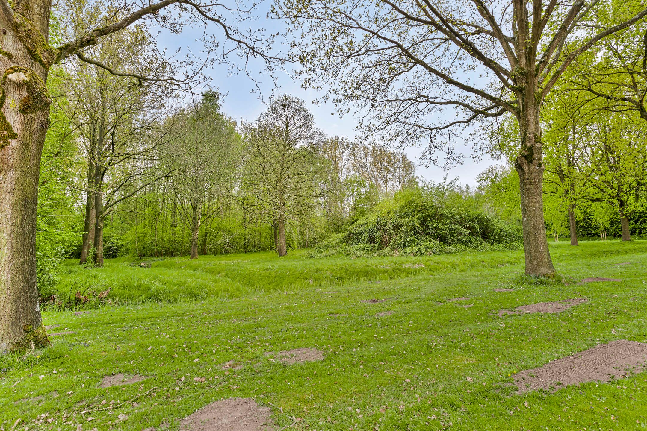 Photo 48 of Koekoeksbloem 4