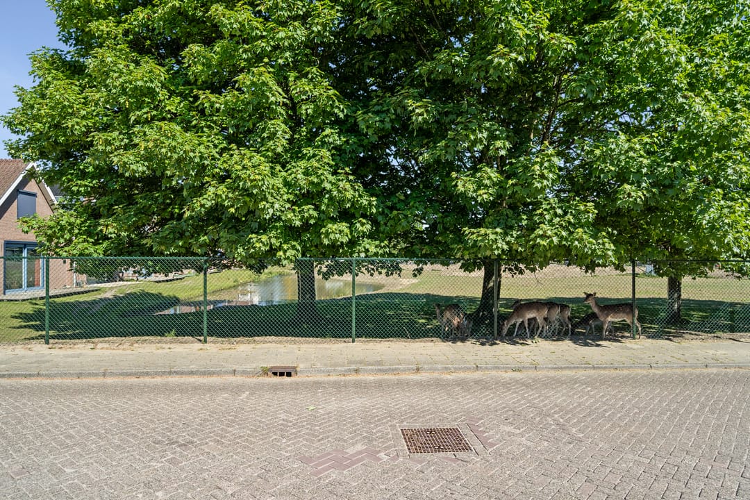 Foto 53 van Johan de Wittlaan 10-M