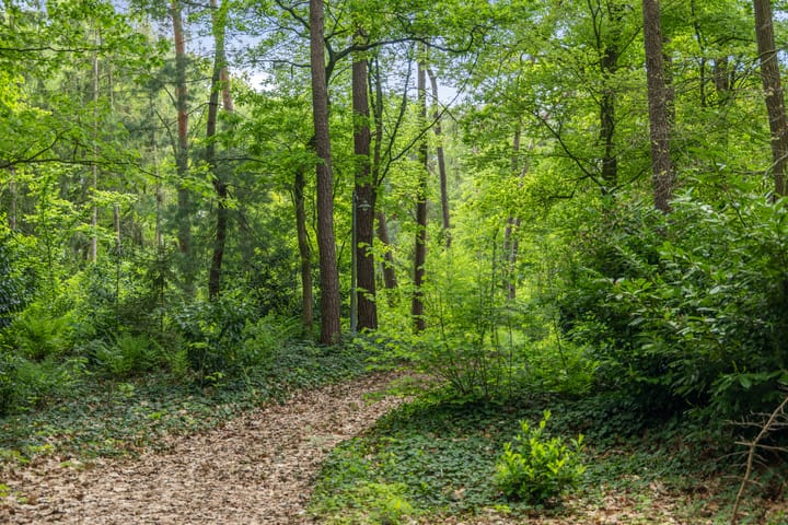 Foto 39 van Schoolbosdwarsweg 9