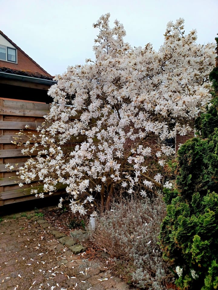 Foto 29 van Ceramstraat 5