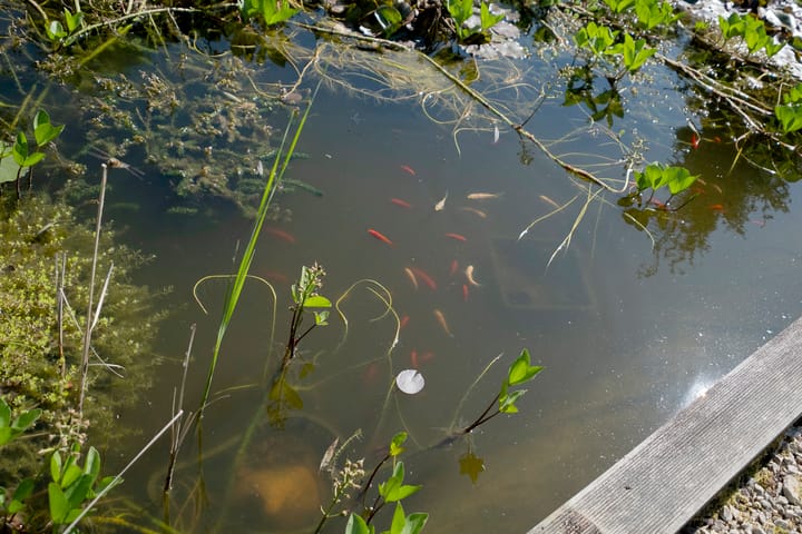 Foto 46 van Noordveen 27