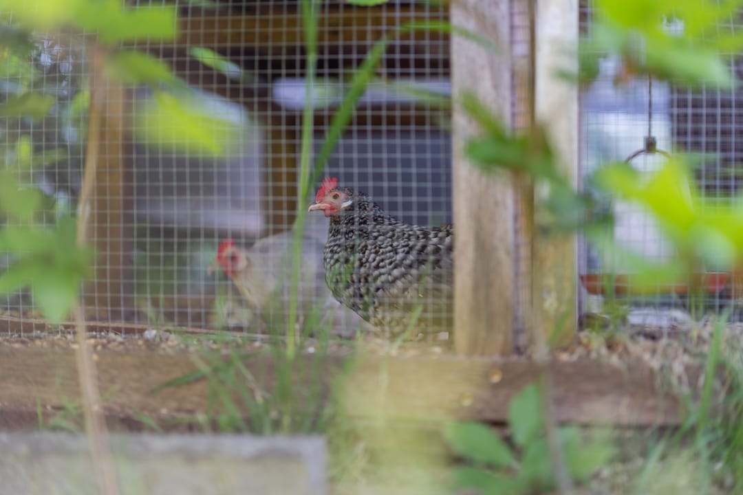 Foto 23 van Prinses Julianastraat 1