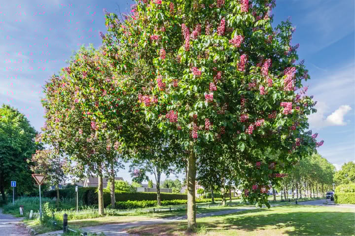 Foto 45 van Rozengaard 14 38