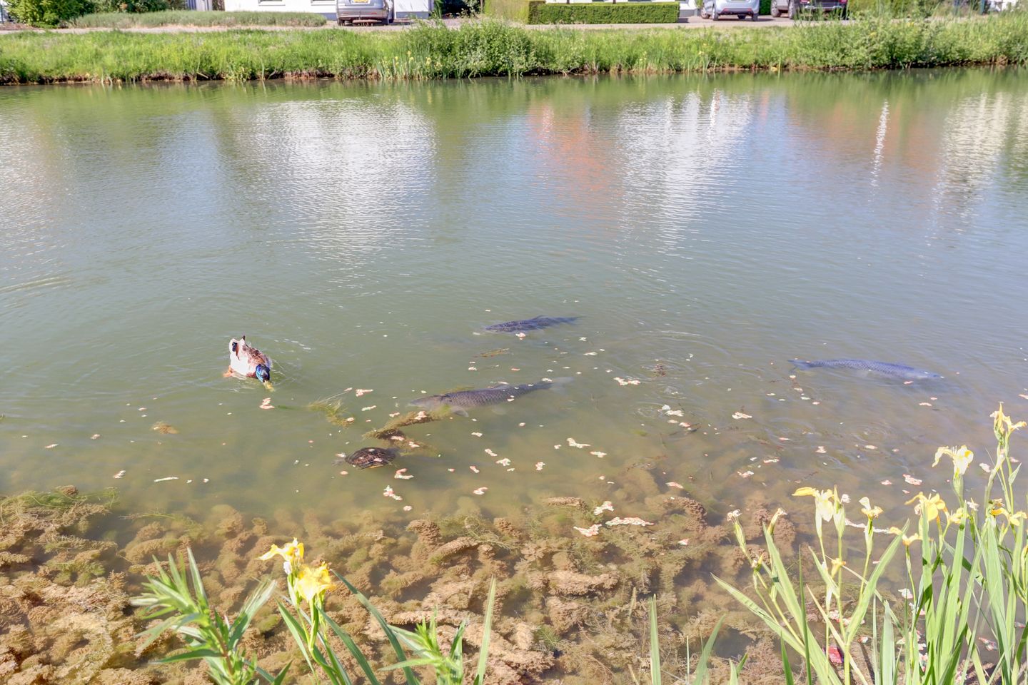 Photo 44 of Meerkoet 32