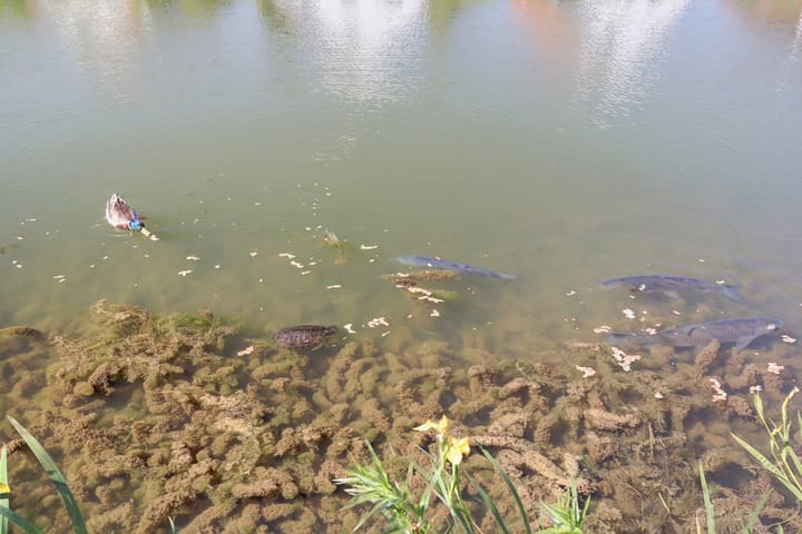 Foto 45 van Meerkoet 32