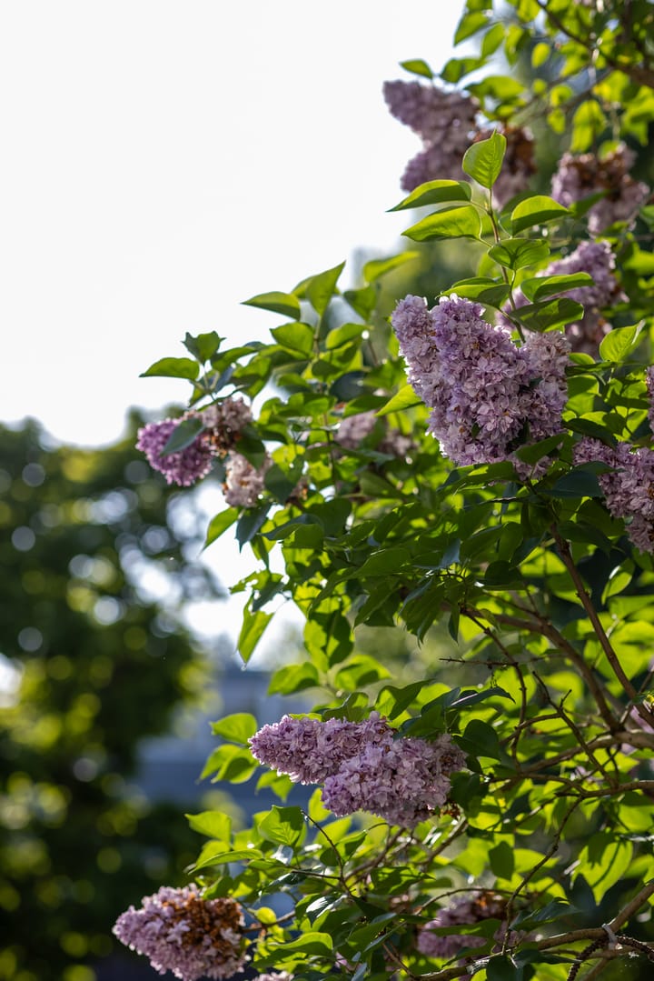 Foto 40 van Heiligerleelaan 6