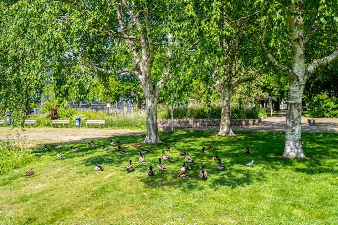 Foto 37 van Marco Pololaan 168