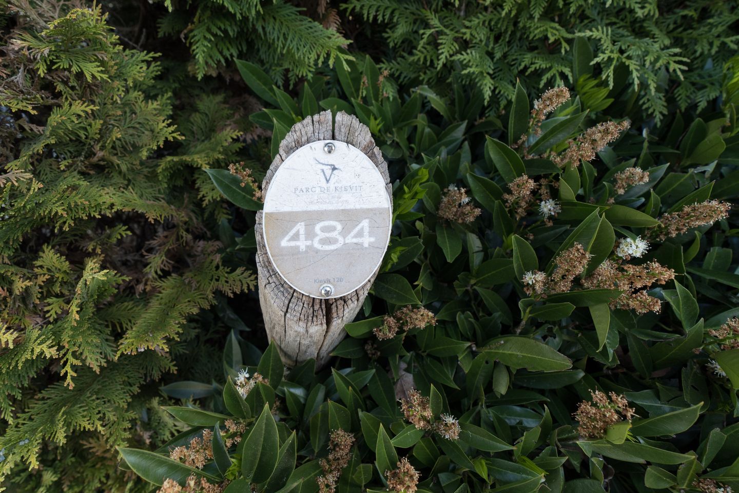 Foto 20 van Kievit 12-B484