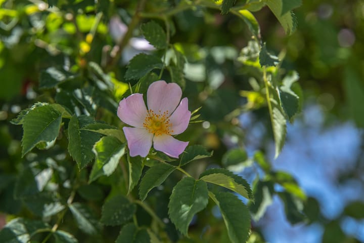 Foto 13 van Dorpsstraat 48