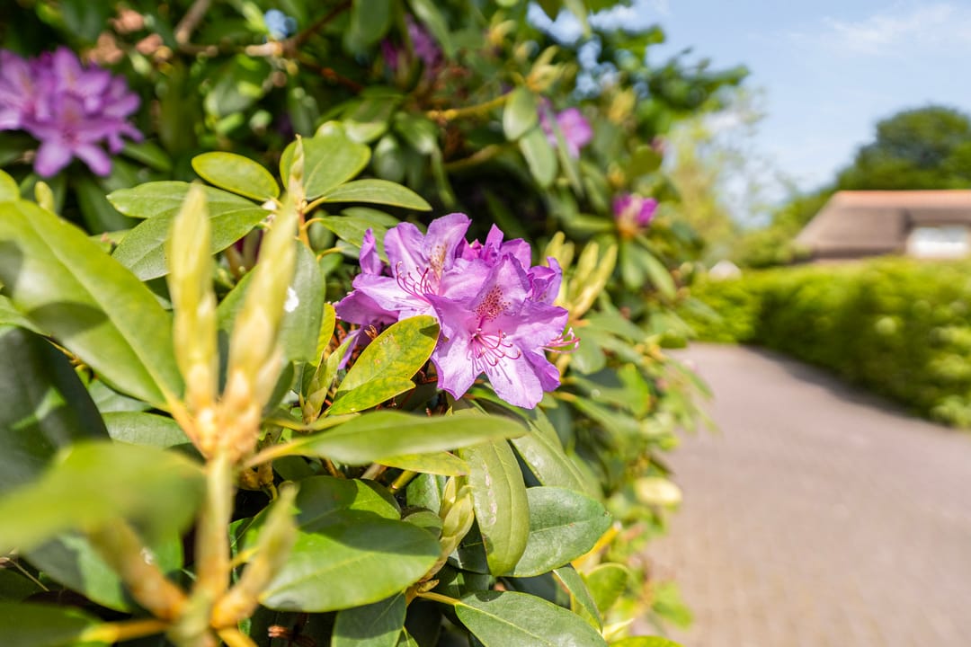 Foto 7 van Westeinde 170