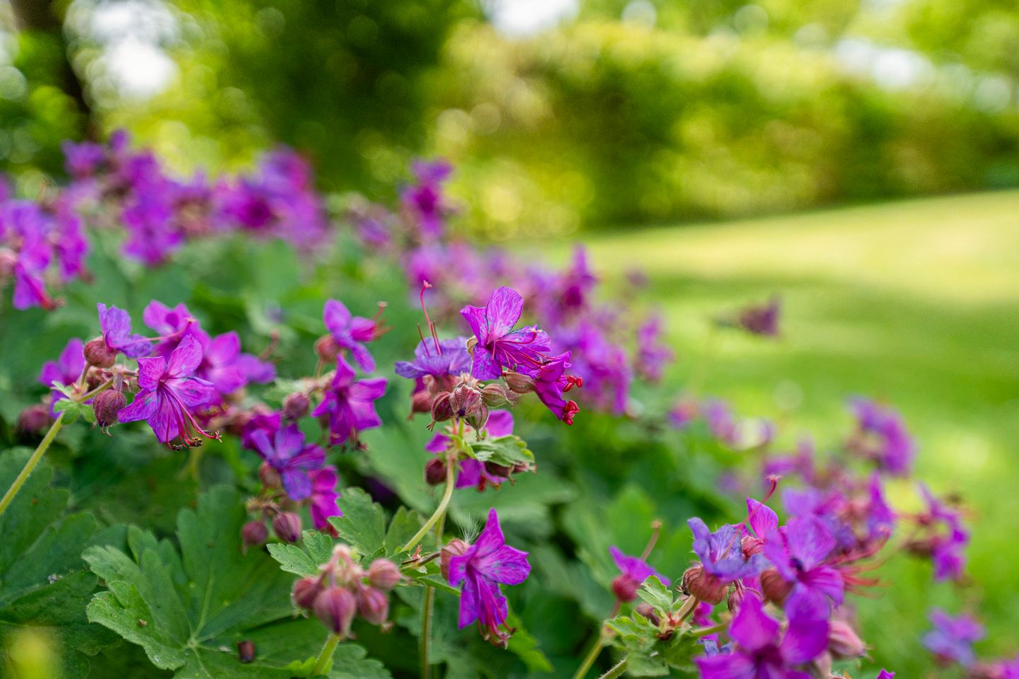 Foto 50 van Westeinde 170