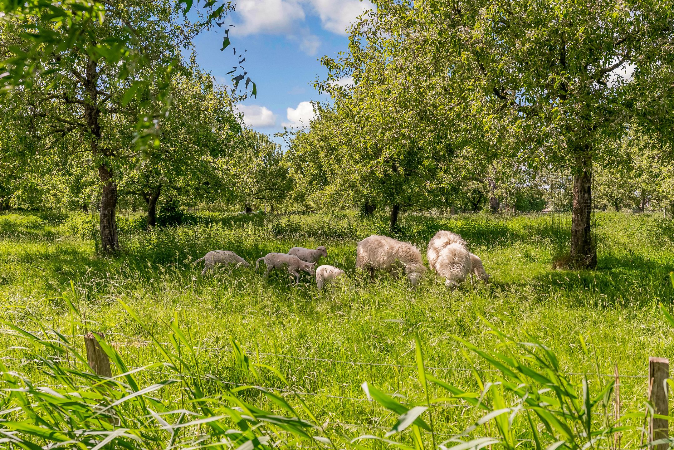 Foto 24 van Jacobsvicarie 32