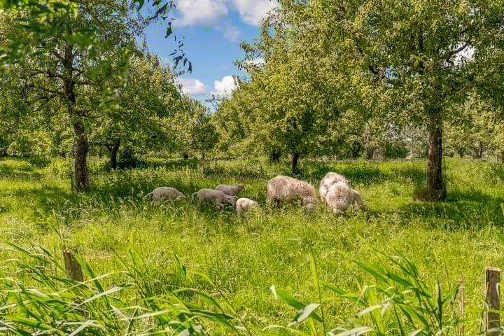 Foto 24 van Jacobsvicarie 32