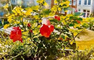 Foto 20 van Houtmankade 41-2