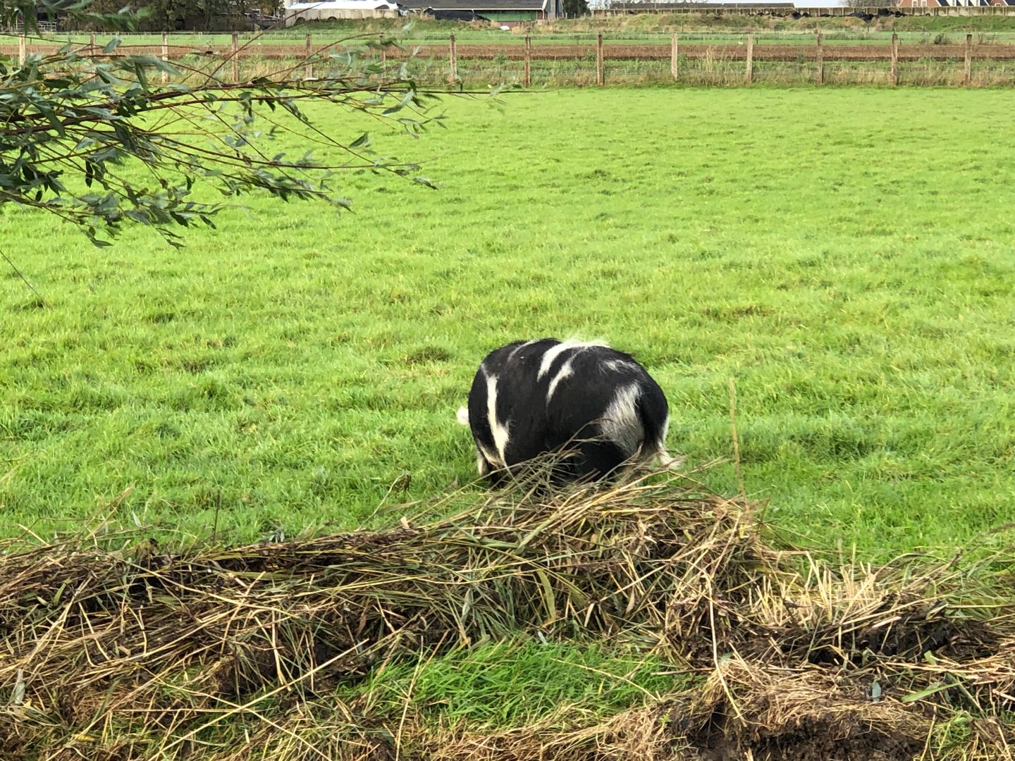 Foto 35 van Ooster Boekelweg 50-C