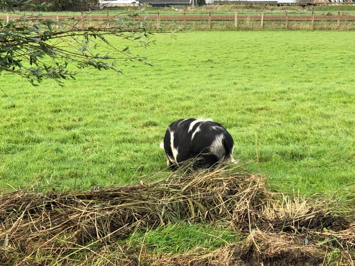 Foto 35 van Ooster Boekelweg 50-C
