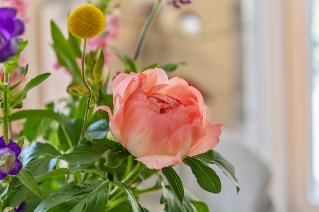 Foto 16 van Pinksterbloem 23