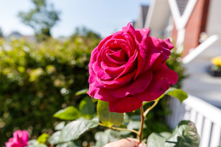 Foto 21 van Houtrakkade 30