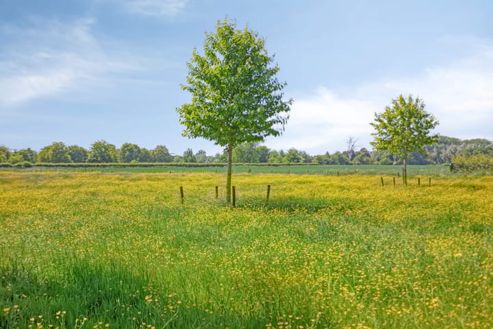 Foto 47 van Iepenlaan 18