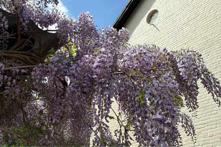 Foto 73 van Joppelaan 98