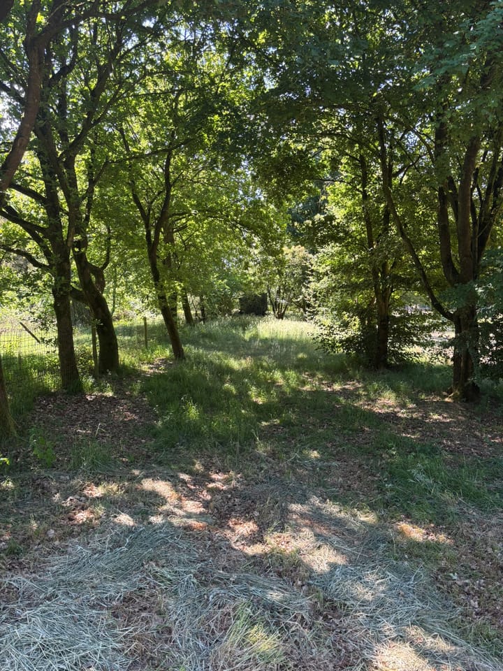 Foto 3 van Berghemseweg